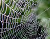 House of spiders