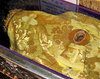 Moastele Sfantului Dimitrie, Ocrotitorul Bucurestilor