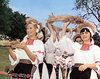 Imagini de colinda in cantecul ceremonial de secera
